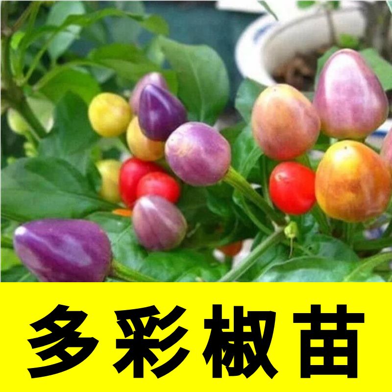 七彩辣椒苗秧观赏泡五盆栽