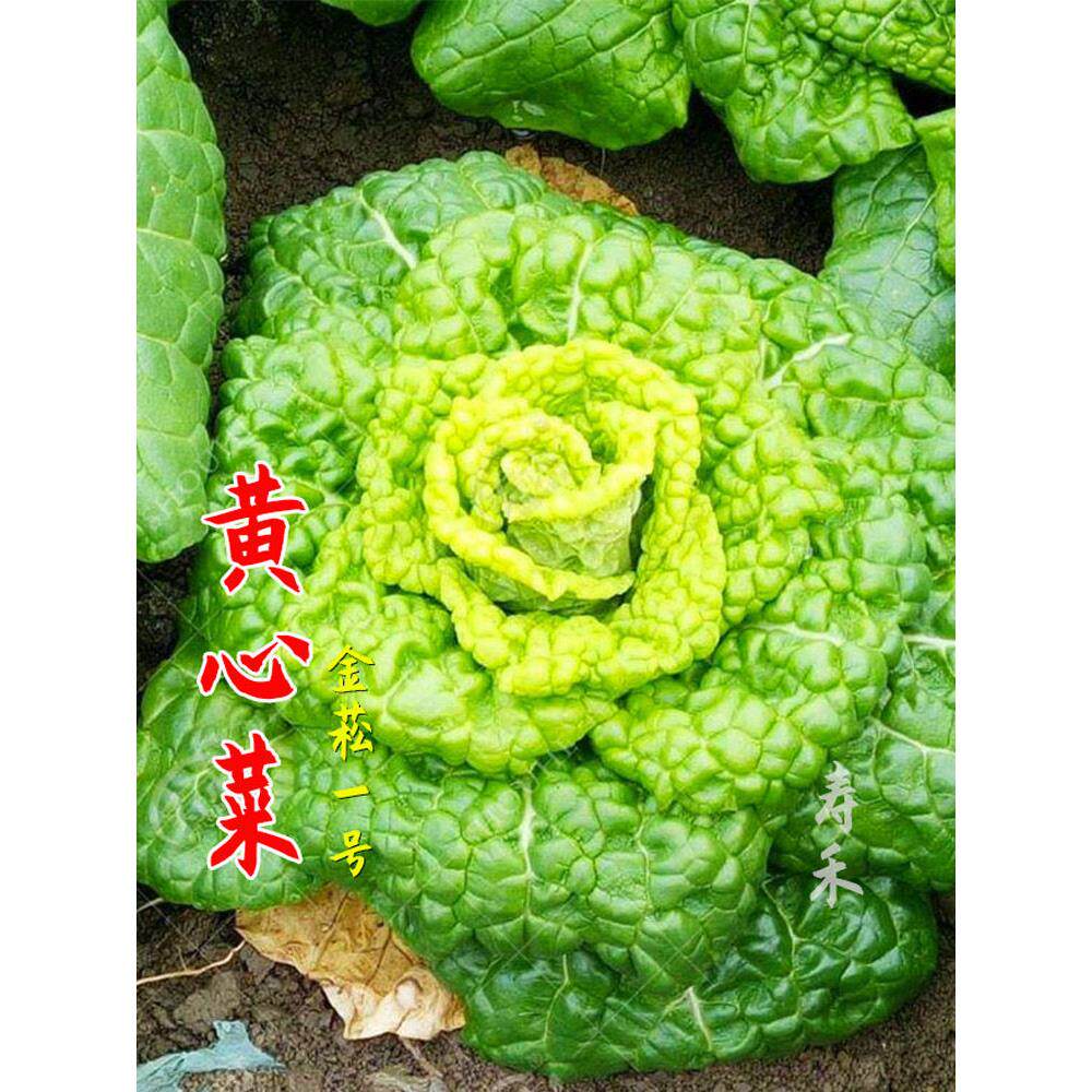 黄心乌菜种子籽塌雪里金花