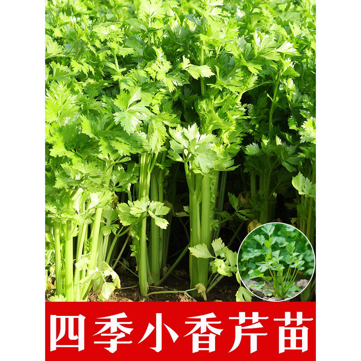 芹菜秧苗小香根种子西籽耐