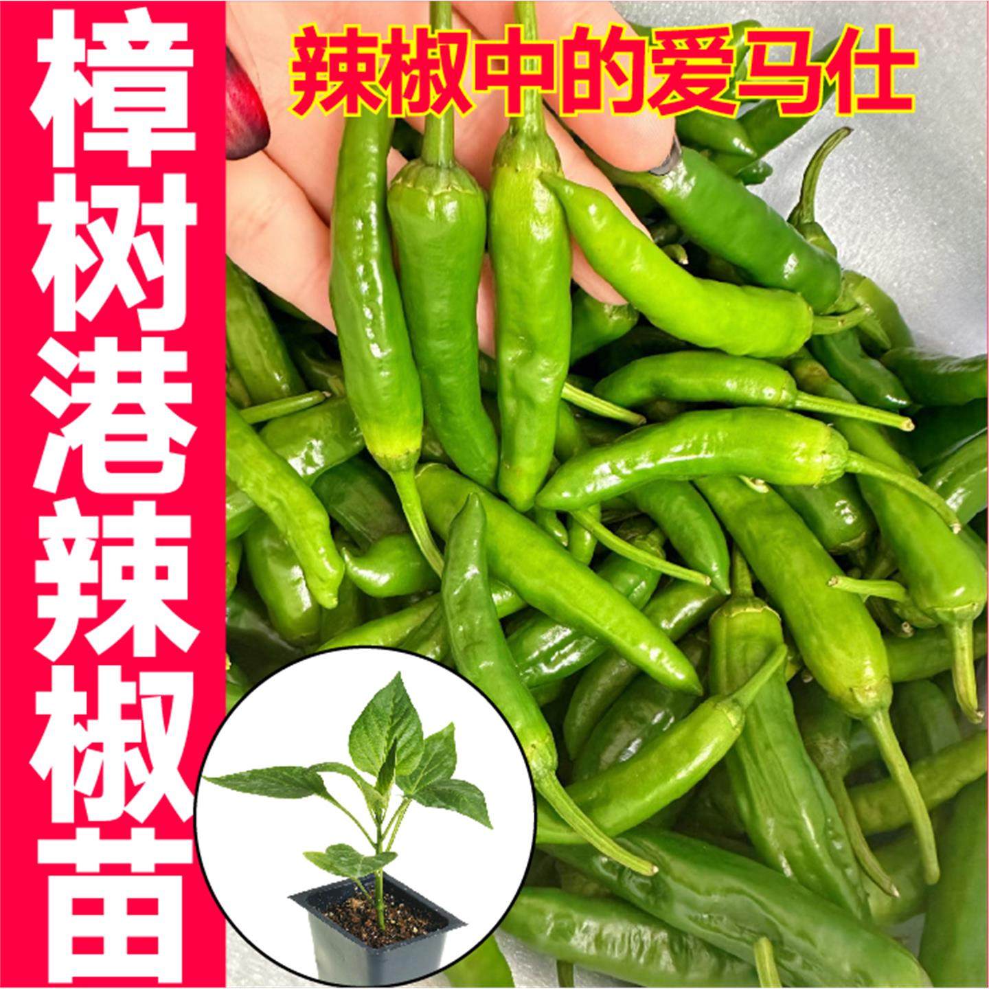 正宗湖南樟树港辣椒苗秧带