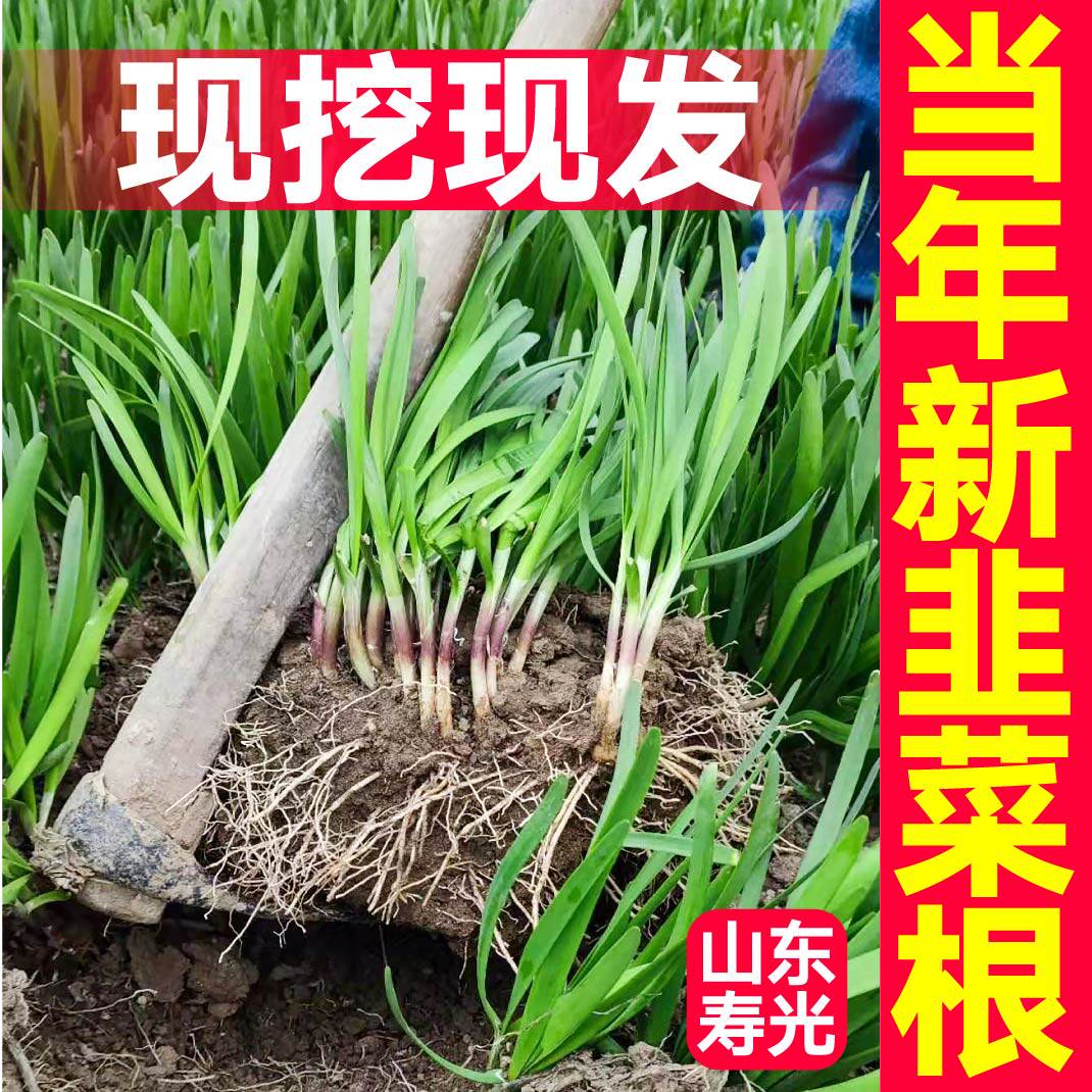 山东寿光独根红紫宽叶韭菜