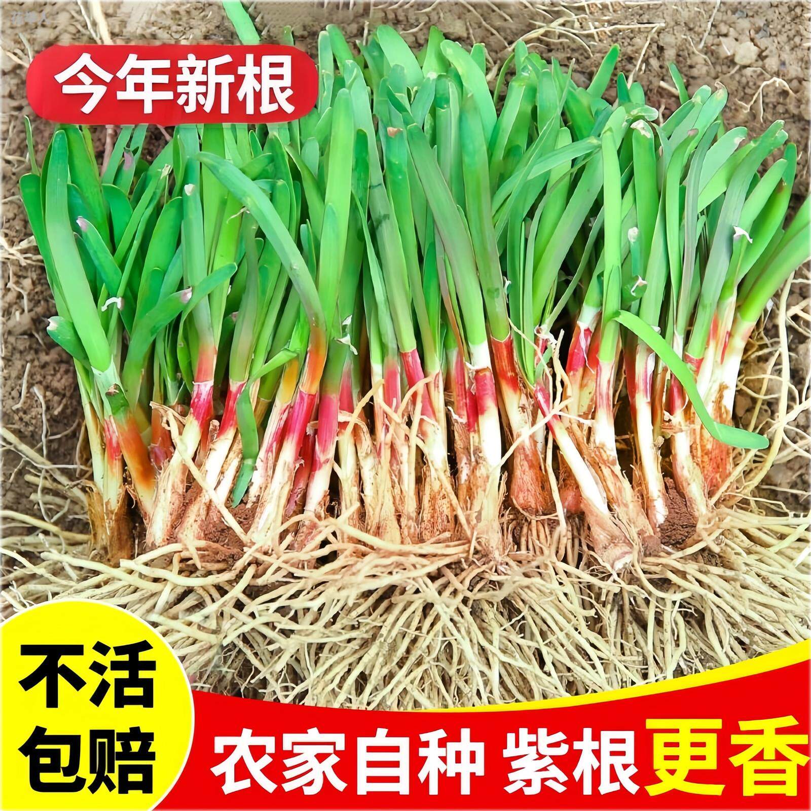 新鲜韭菜根现挖红宽叶独苗