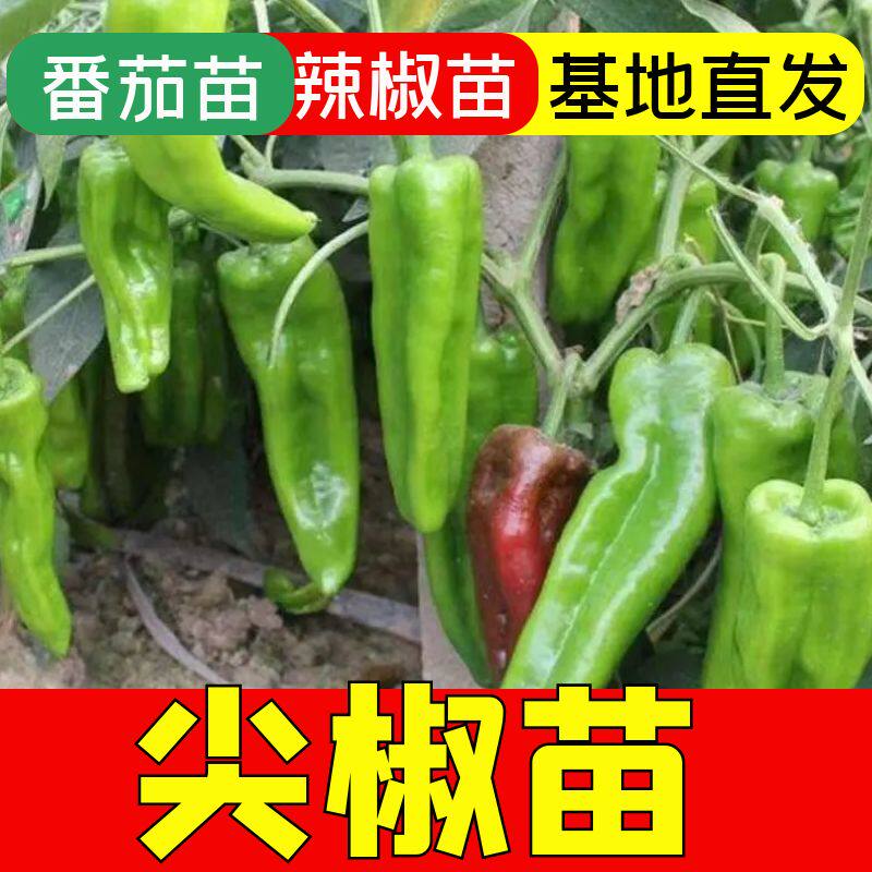 特大尖椒秧苗牛角椒秧苗四季