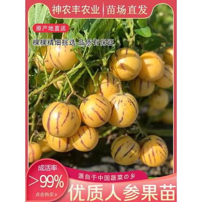 优选人参果苗生种黄心四季