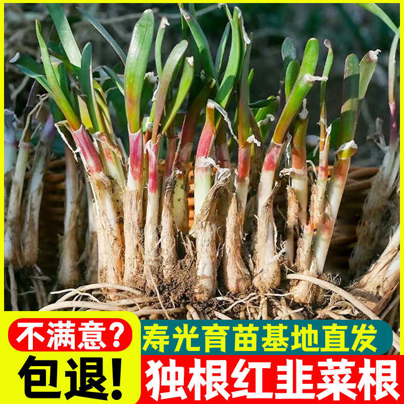 韭菜根苗紫红带土蔬宽叶大