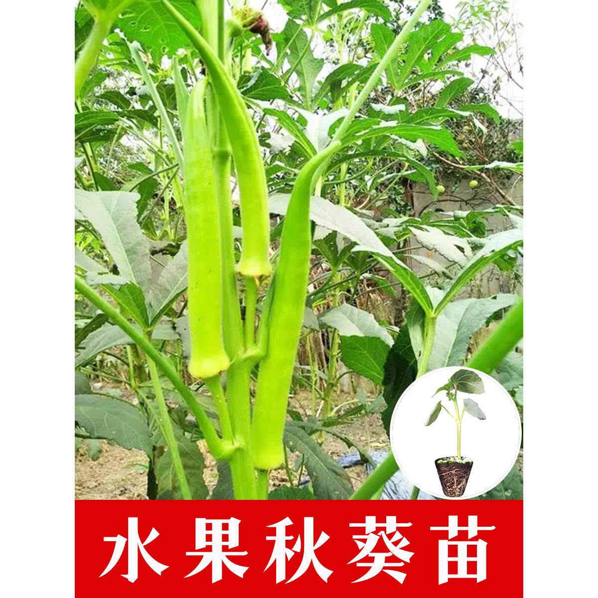 水果秋葵寿光基地秧苗耐热