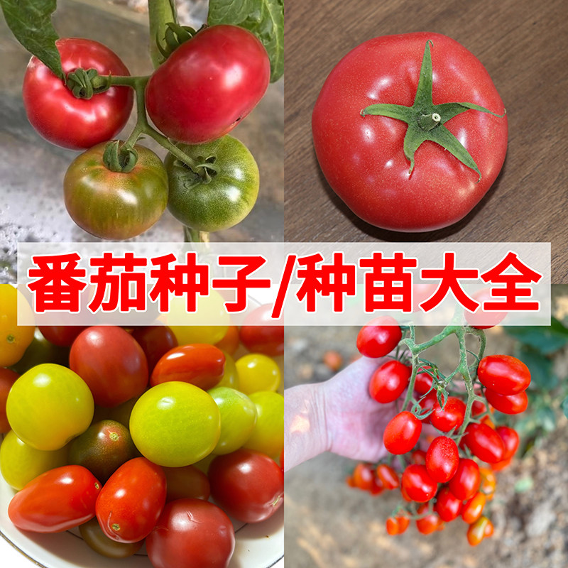 番茄籽种大全老品西红柿苗