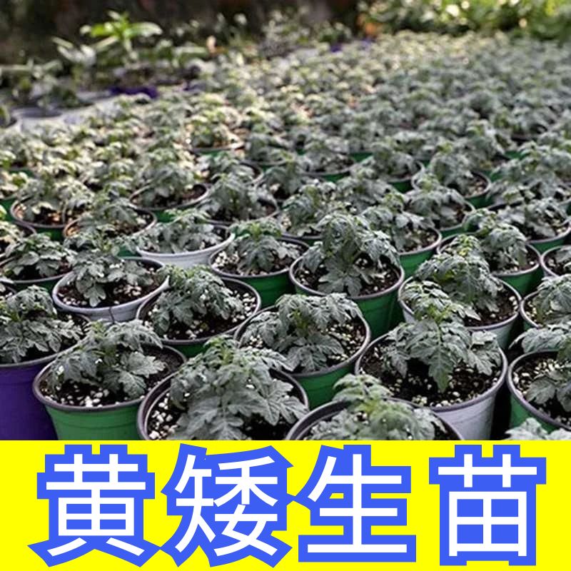 黄矮生秧苗小黄番茄苗子四季高产