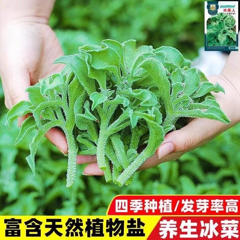 水晶冰菜种籽阳台蔬子大全