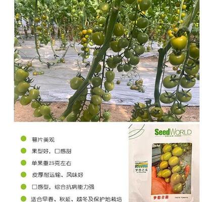 青甜2号番茄苗口感小绿