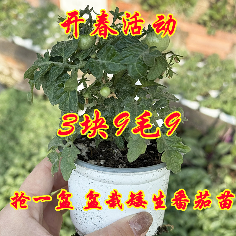 矮生盆栽番茄苗樱桃小西红