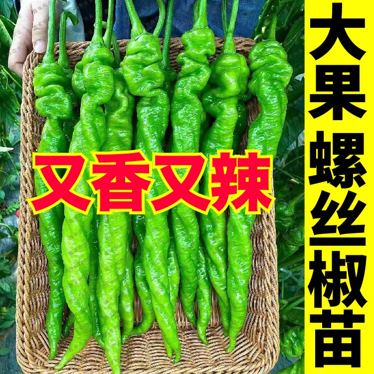 大果香辣螺丝椒苗秧线七彩