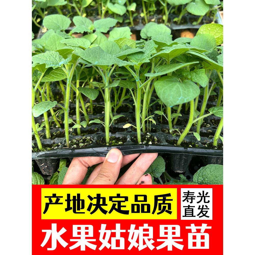 正宗超甜黄姑娘果苗秧带士