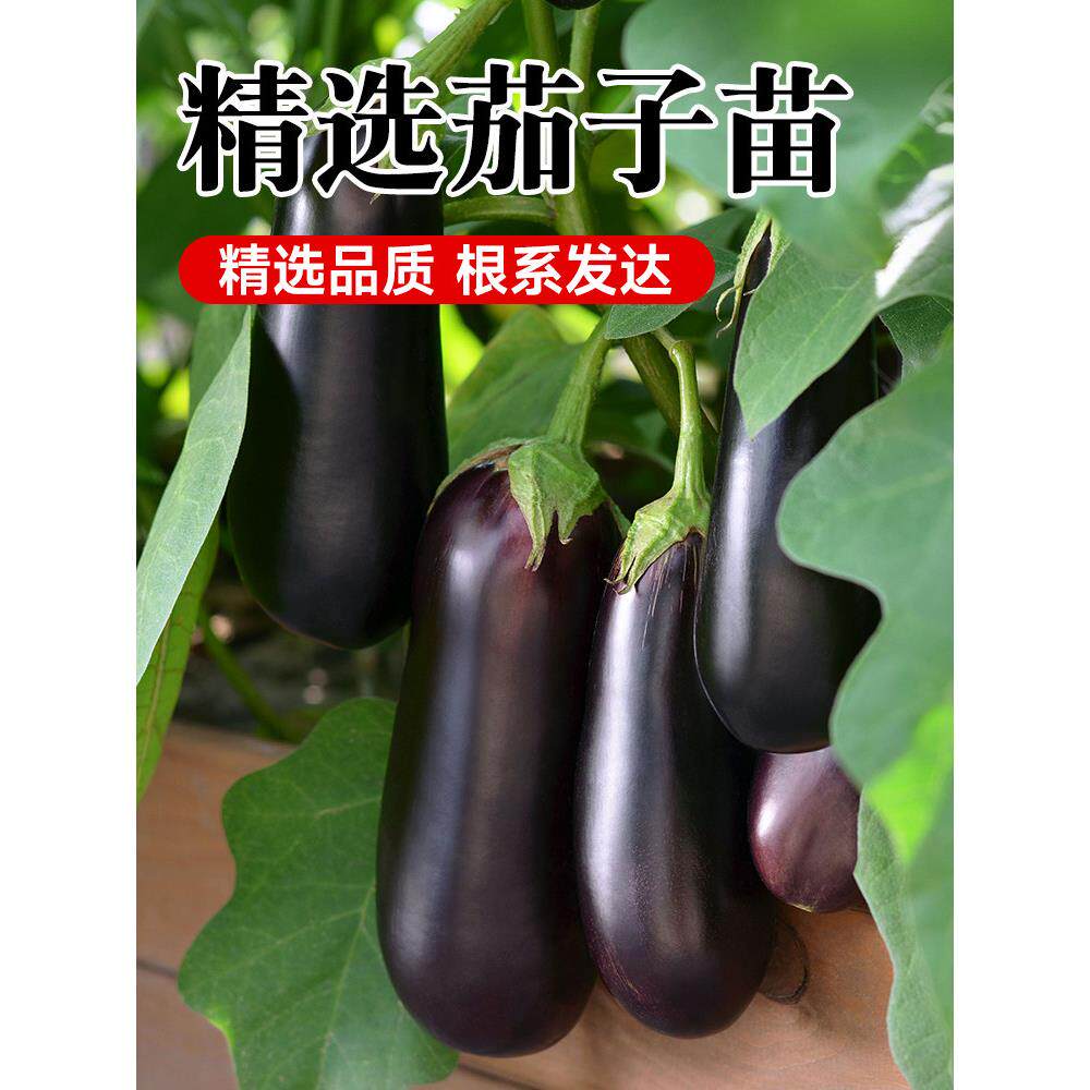 茄子秧苗带土特大号四季蔬