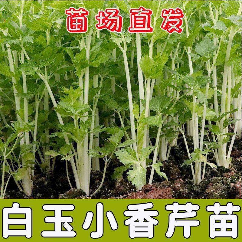 四季白芹菜苗秧脆嫩川杆梗