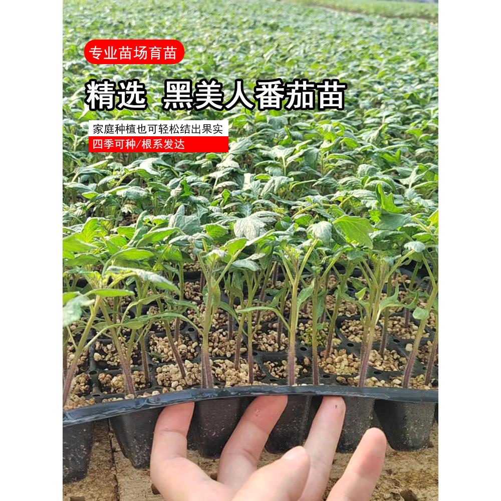 黑番茄苗子种珍珠西红柿骑