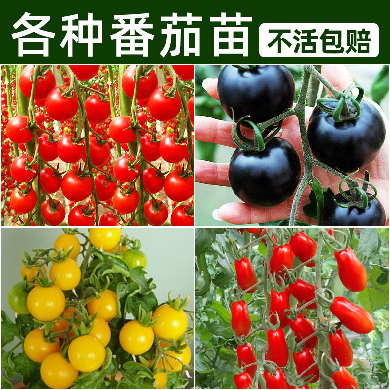 四季小番茄种子苗千禧圣女