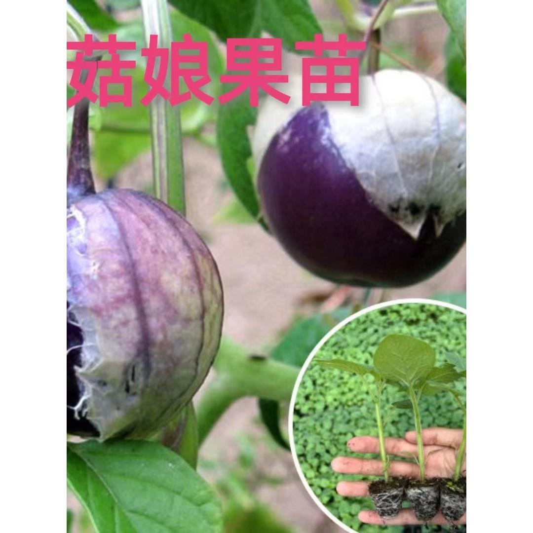 紫菇娘果苗皮姑四季春秋高