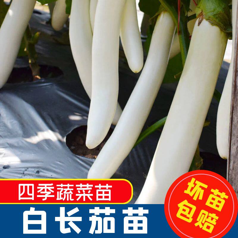 正宗白茄苗子阳台盆栽