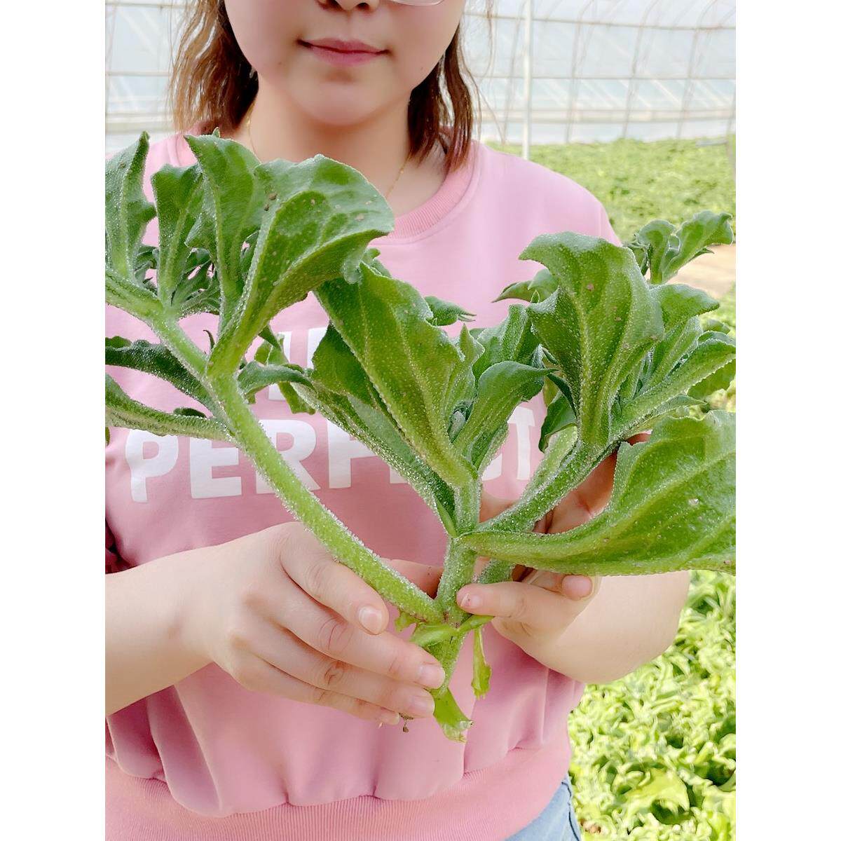 冰菜种子秋盆栽蔬籽草苗四