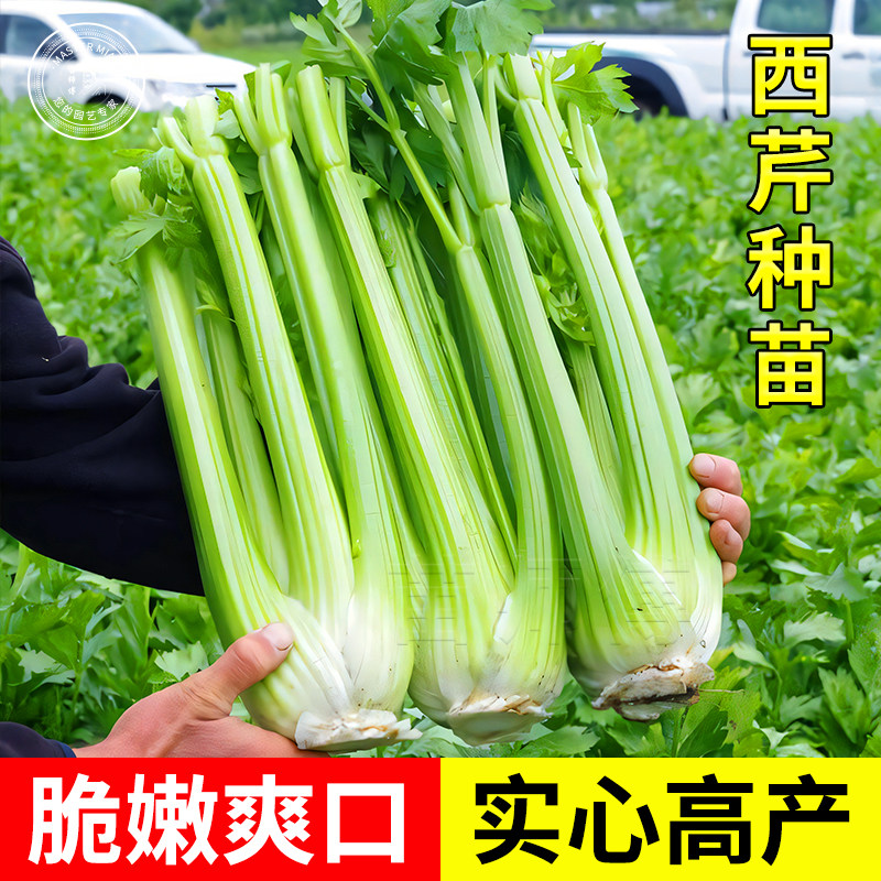 美国西芹种子实菜籽高产大