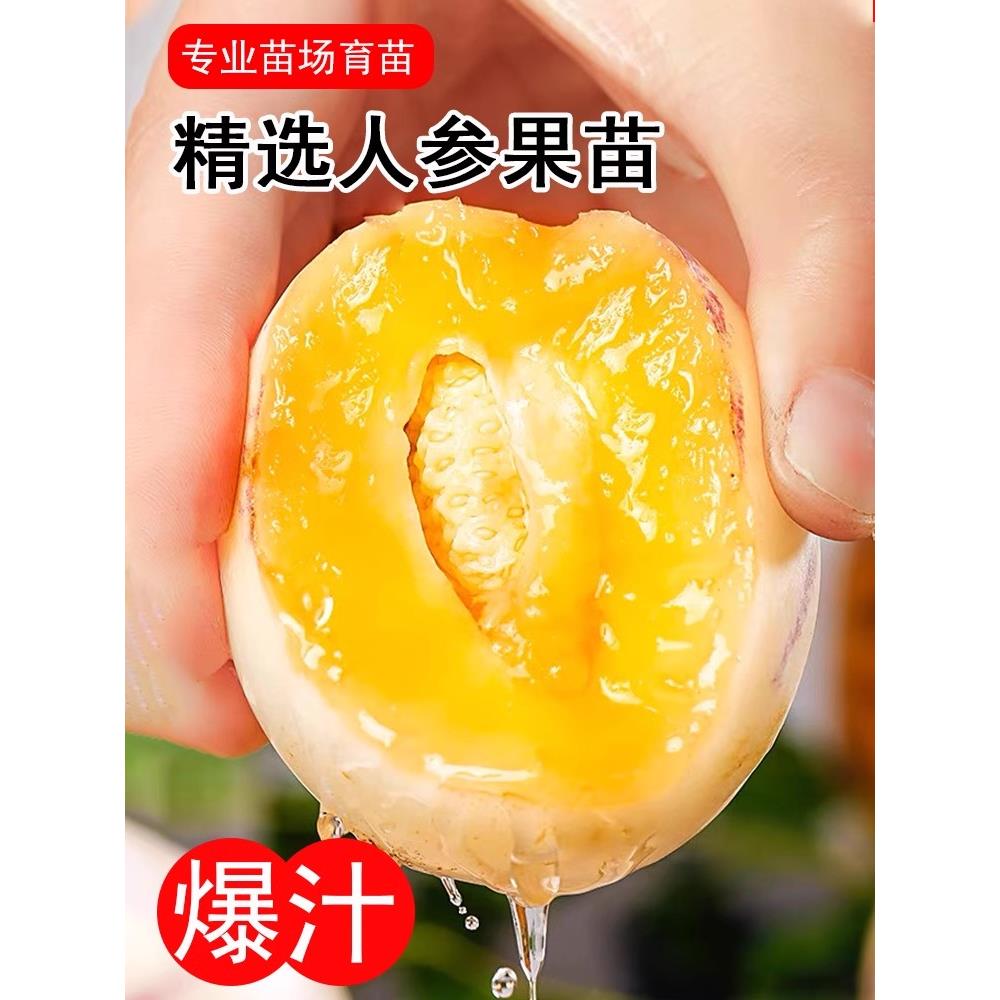 人参果秧苗黄心圆高产盆栽
