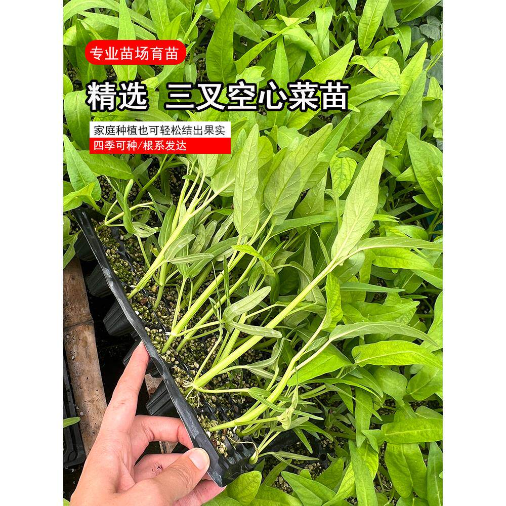 寿光三叉空心菜苗秧高产春