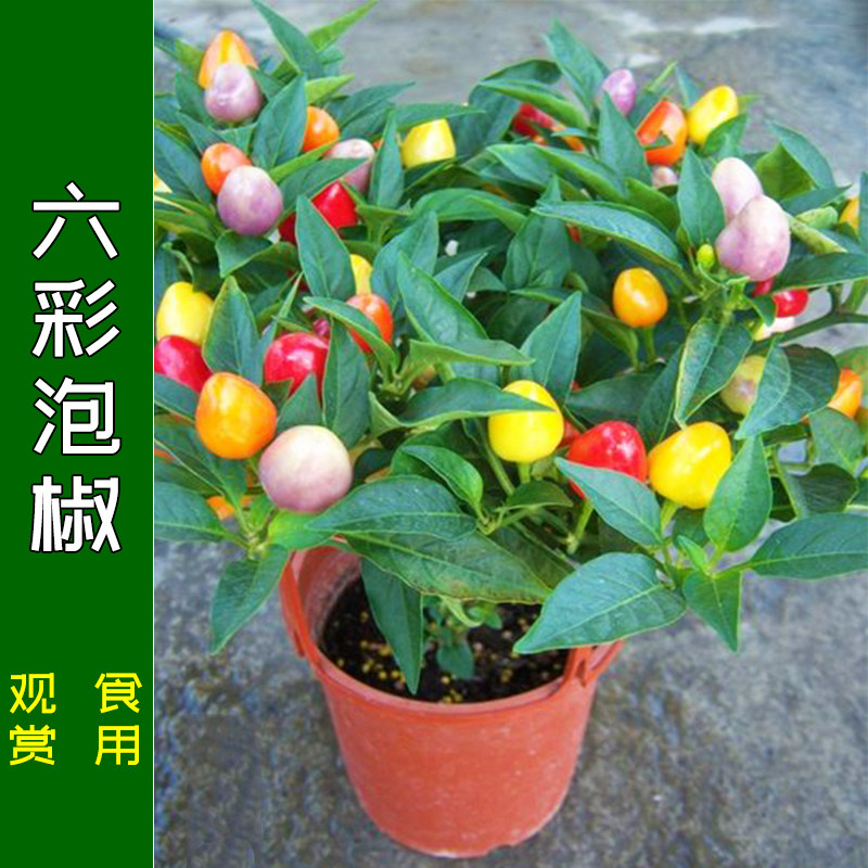 六彩泡椒种子五七多辣食用