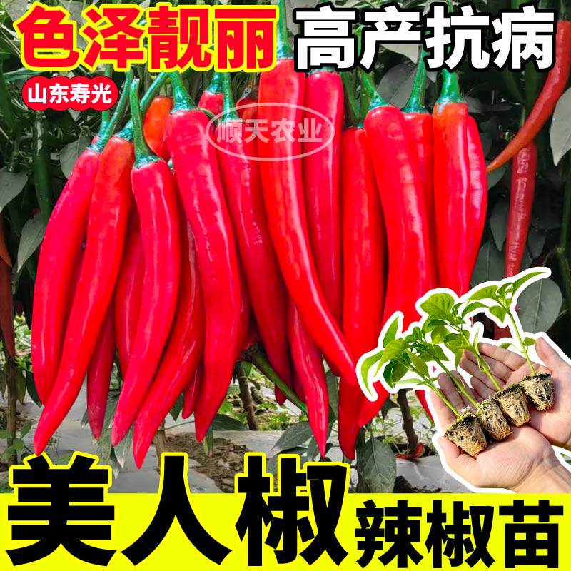寿光香辣美人椒苗秧带土球