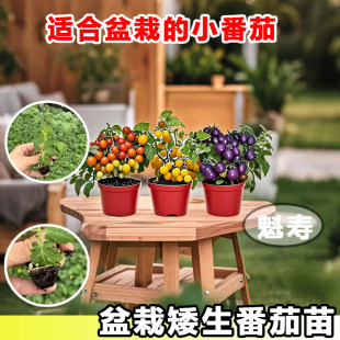 【盆栽番茄苗】矮生番茄秧苗纯甜不酸阳台盆栽植株矮易种植结果多