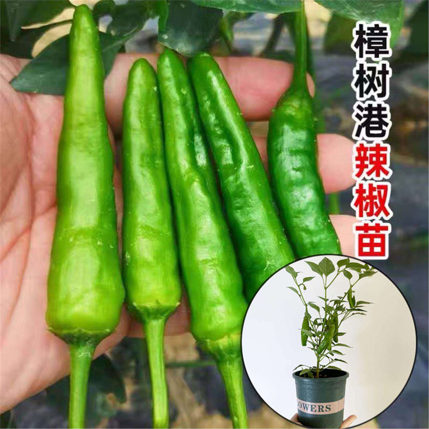 樟树港辣椒种子秧苗高产香