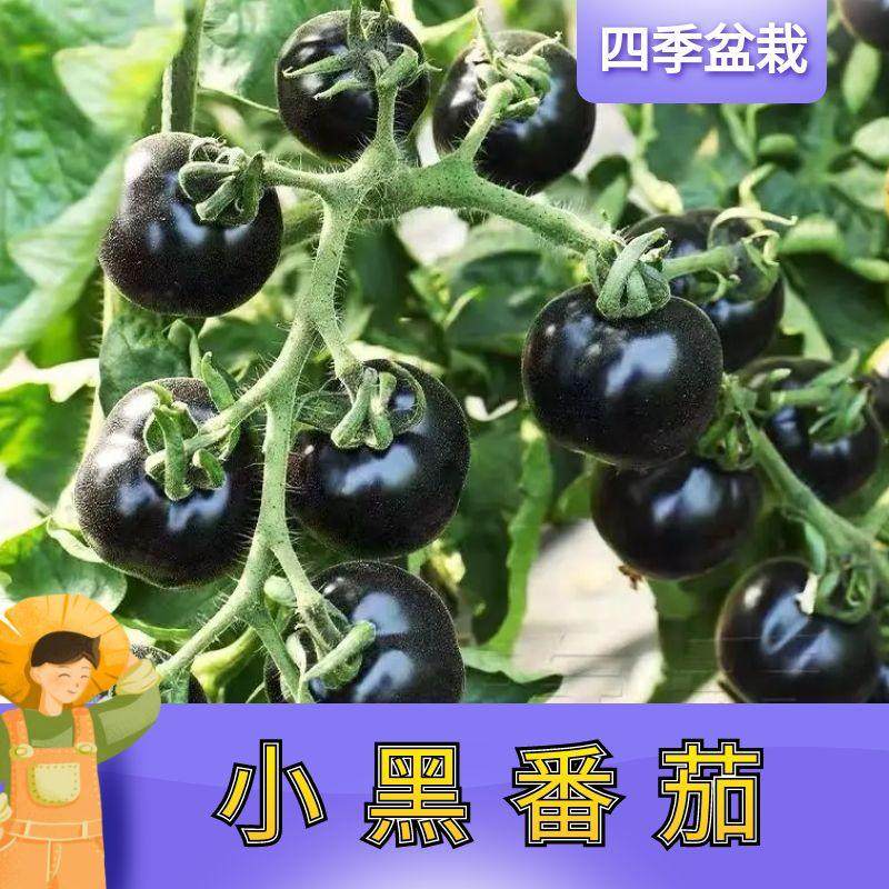 糖水炸弹黑珍珠黑番茄苗秧种子孑种籽小西红柿西黑柿秧苗蕃茄苗树