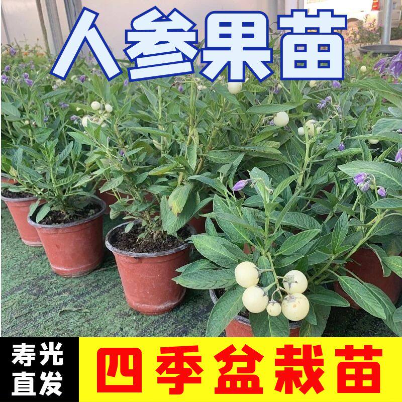 人参果苗人生果人参果树水果秧苗幼苗人心果苗阳台种植秧苗盆栽