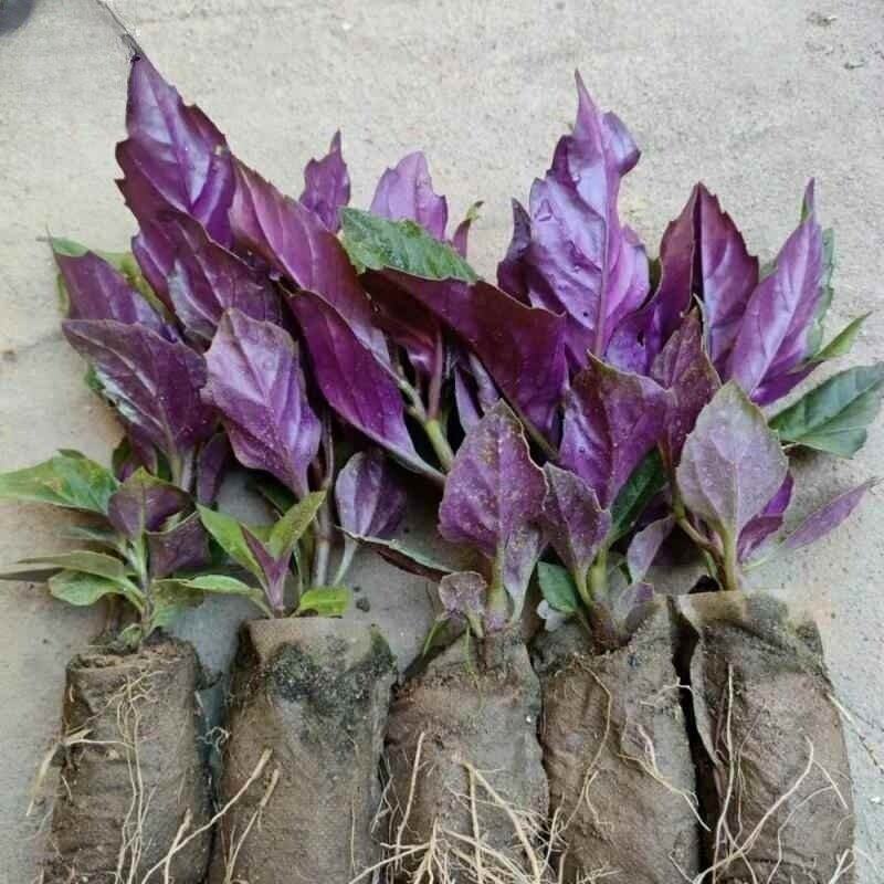 带土紫背菜观音绿色保健四