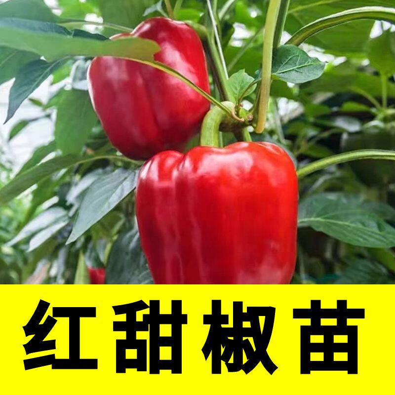 红甜椒秧苗苗子太空椒秧苗四季苗