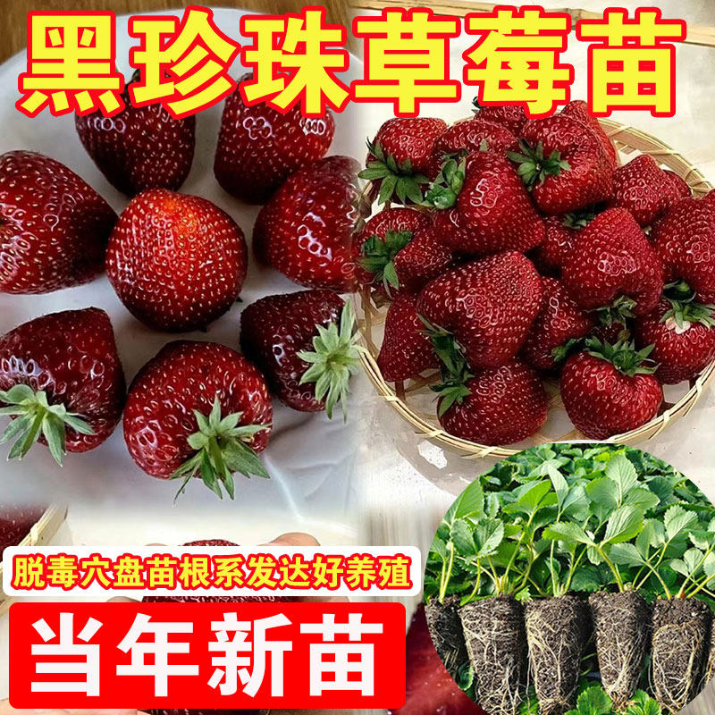 黑珍珠草莓苗真红美玲玄玉