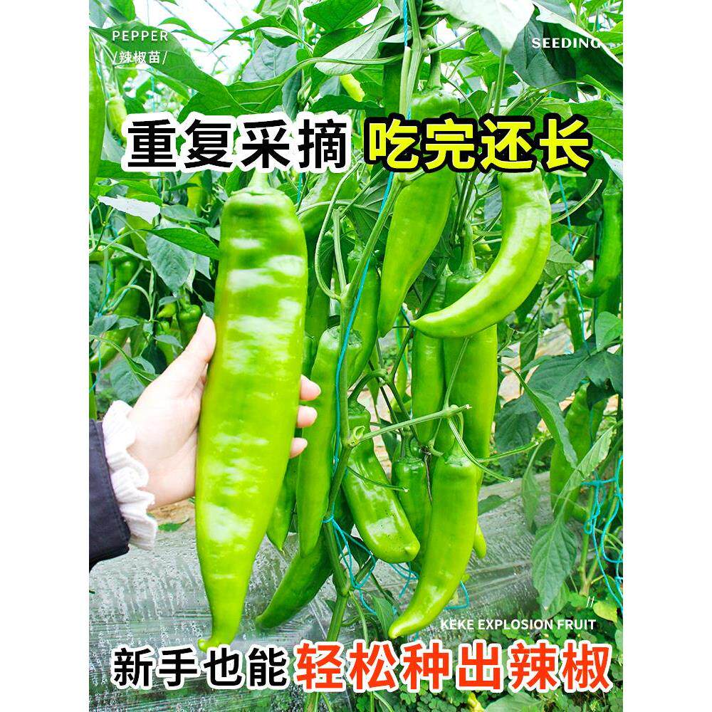 寿光特大牛角椒种子苗秧辣