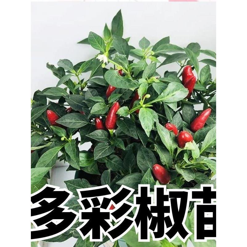 多彩迷你辣椒菜秧苗四季阳