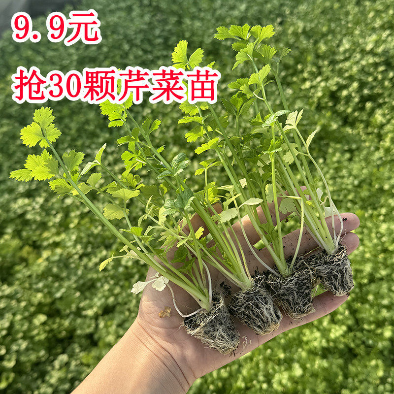 芹菜苗大皇后简单容易种植
