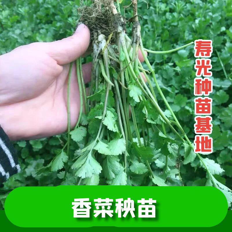 正宗高产香菜秧苗大叶芫荽秧苗
