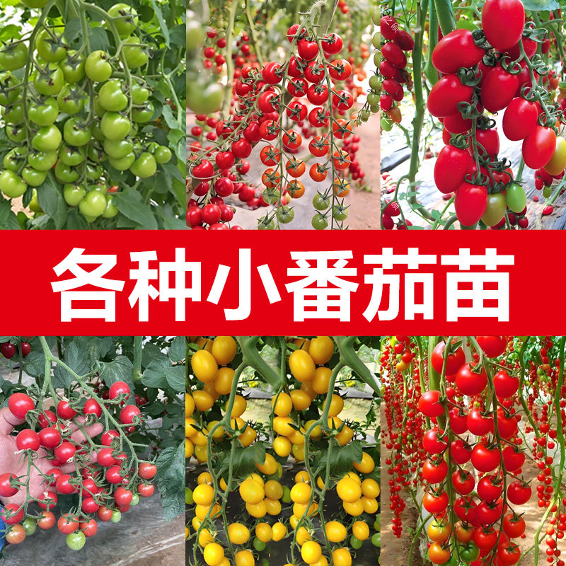 千禧圣女果秧苗阳台种植超