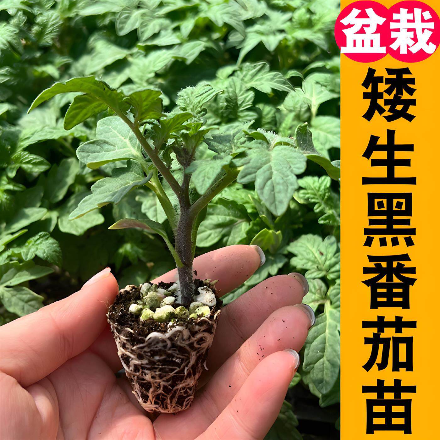 矮生番茄苗红黄黑高产春