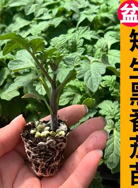 矮生番茄苗 红黄黑高产春播西红柿苗黑色蔬菜苗秧苗阳台盆栽