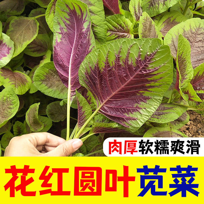 苋菜种籽红圆叶白子秧苗四