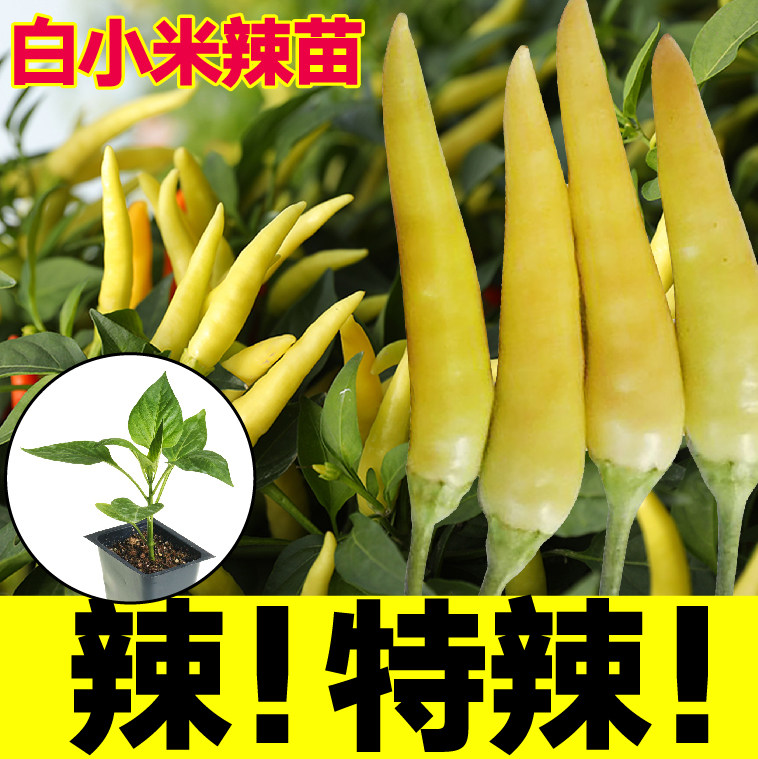 白小米辣椒苗秧高产簇生红