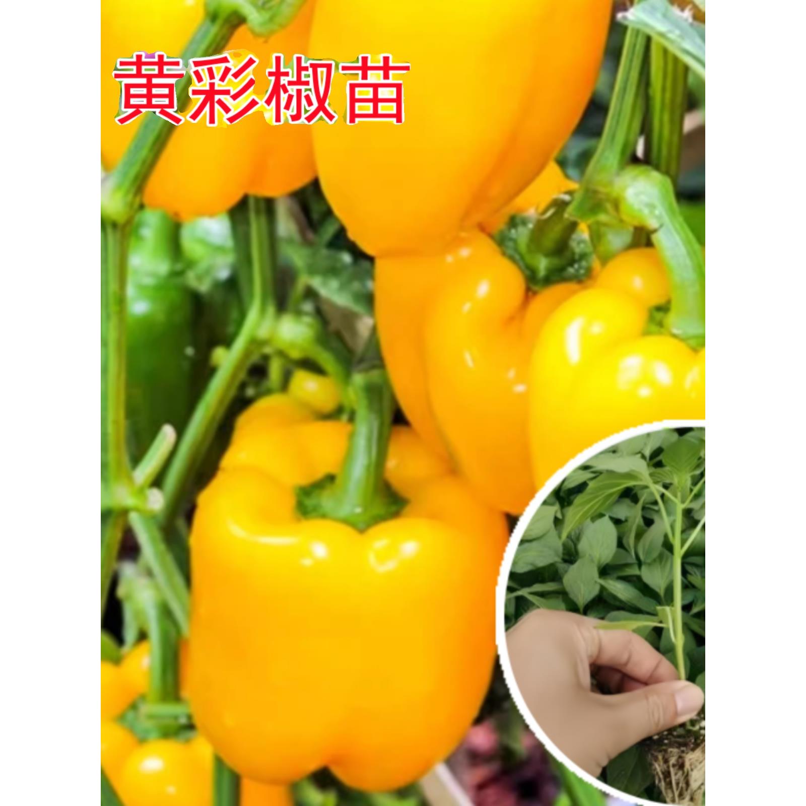 五彩甜椒苗水果辣黄红绿圆