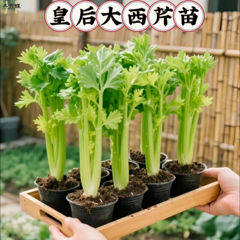 皇后大西芹苗四季高产菜种