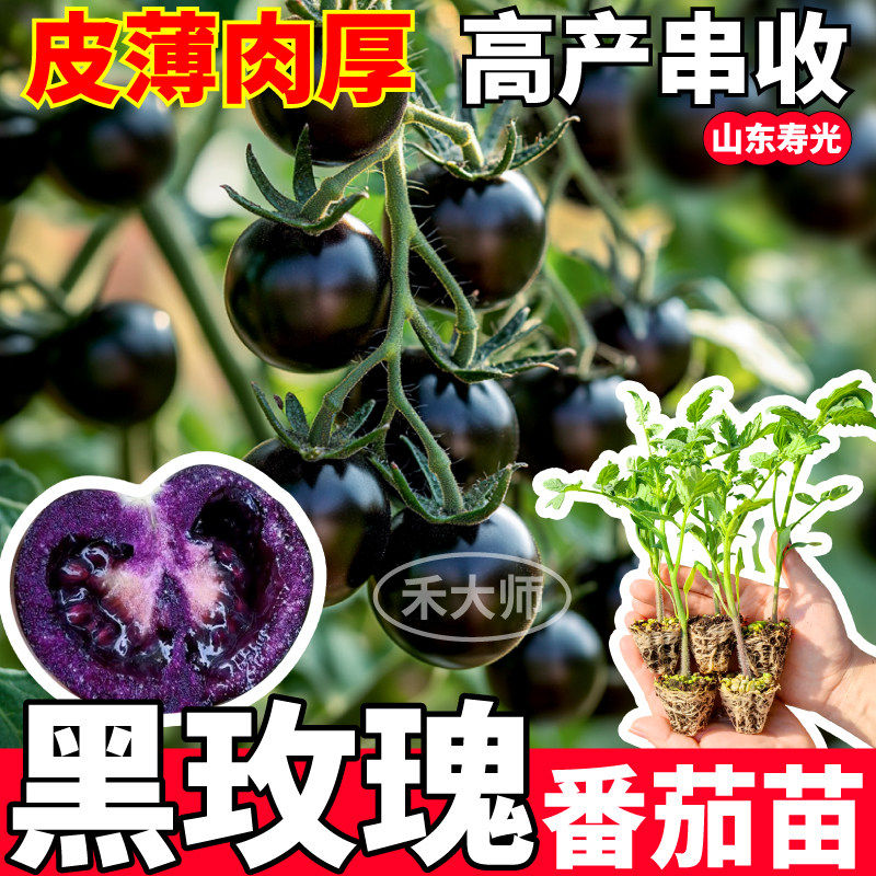 黑玫瑰番茄苗秧高产串收四