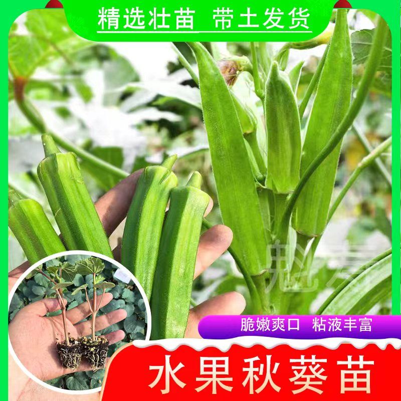 秋葵苗熟水果秧耐老红黄绿