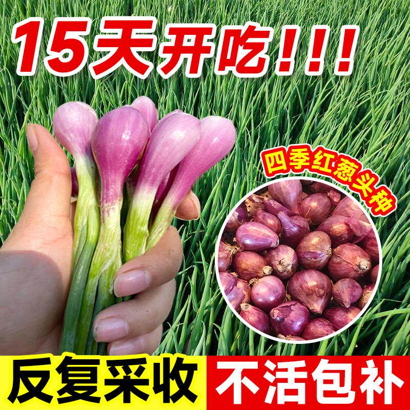 香葱种头红盆栽阳台室内外
